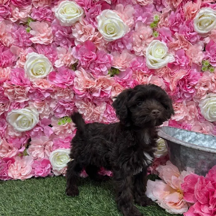 Female Havapoo Puppy for Sale in Braintree, MA