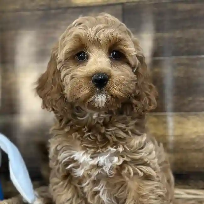 Female Cockapoo Puppy for Sale in Saugus, MA
