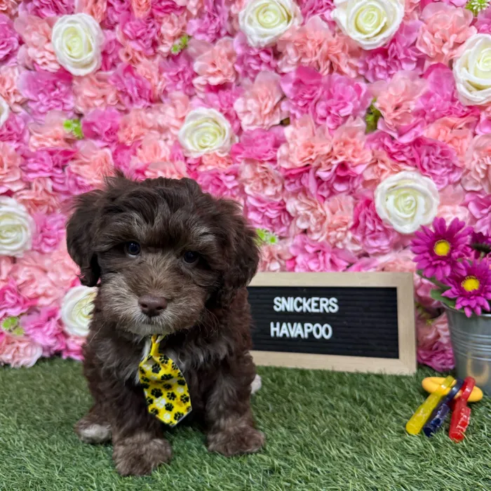 Male Havapoo puppy named Snickers for sale at Pet Express Braintree.