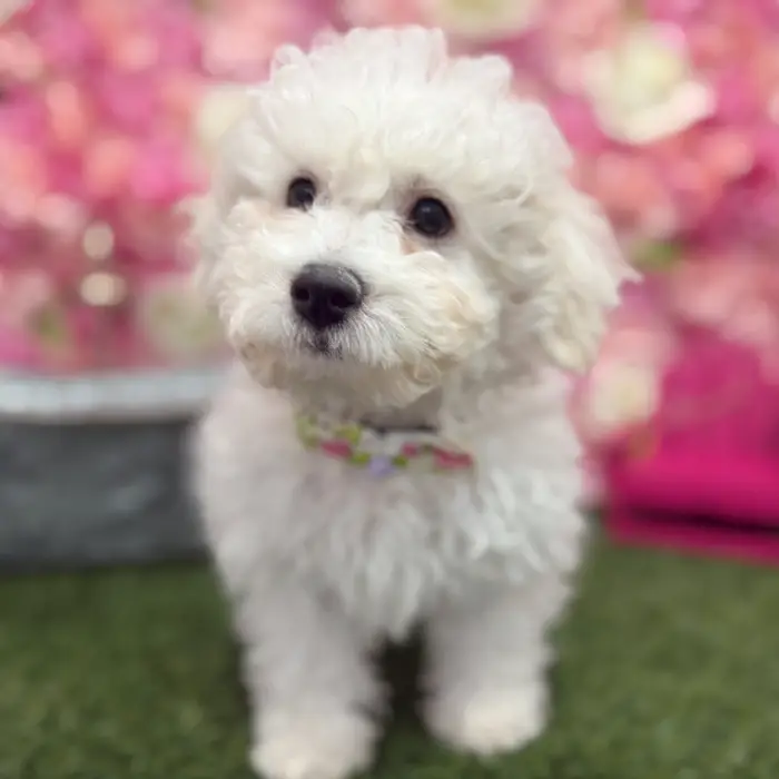 Male Bichon Frise Puppy for Sale in Braintree, MA