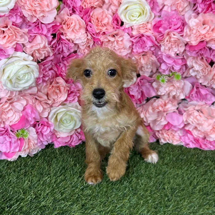 Male Yorkie-Poo 2Nd Gen puppy named Enzo for sale at Pet Express Braintree.