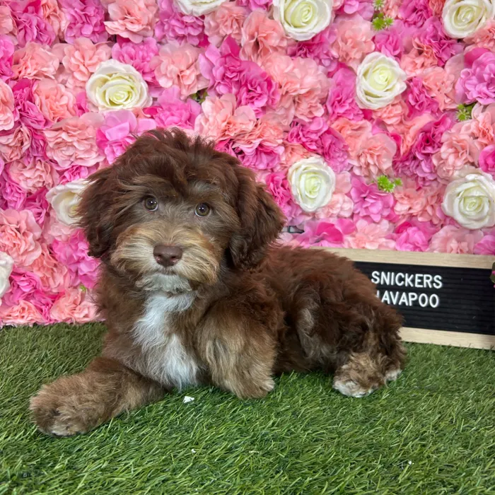 Male Havapoo puppy named Snickers for sale at Pet Express Braintree.