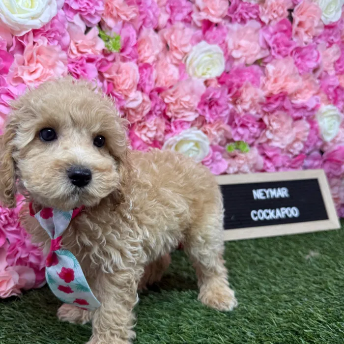 Male Cockapoo 2Nd Gen puppy named Neymar for sale at Pet Express Braintree.