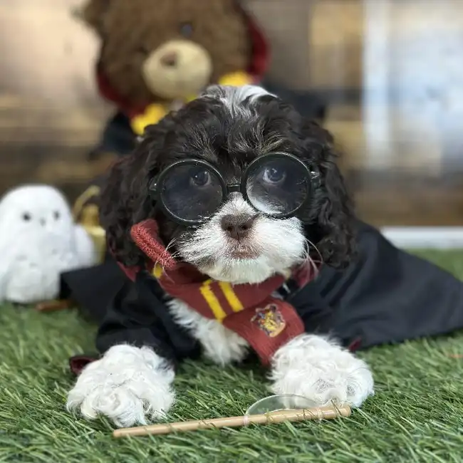 Male Cockapoo Puppy for Sale in Saugus, MA