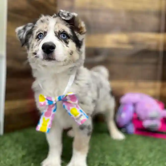 Female Australian Husky Puppy for Sale in Braintree, MA