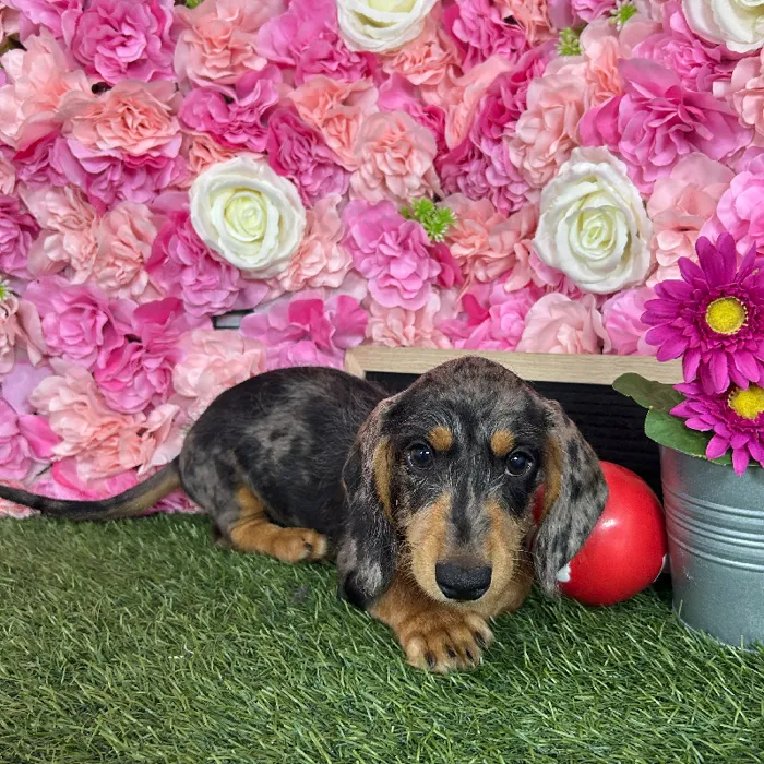Male Dachshund puppy named Rocky for sale at Pet Express Braintree.