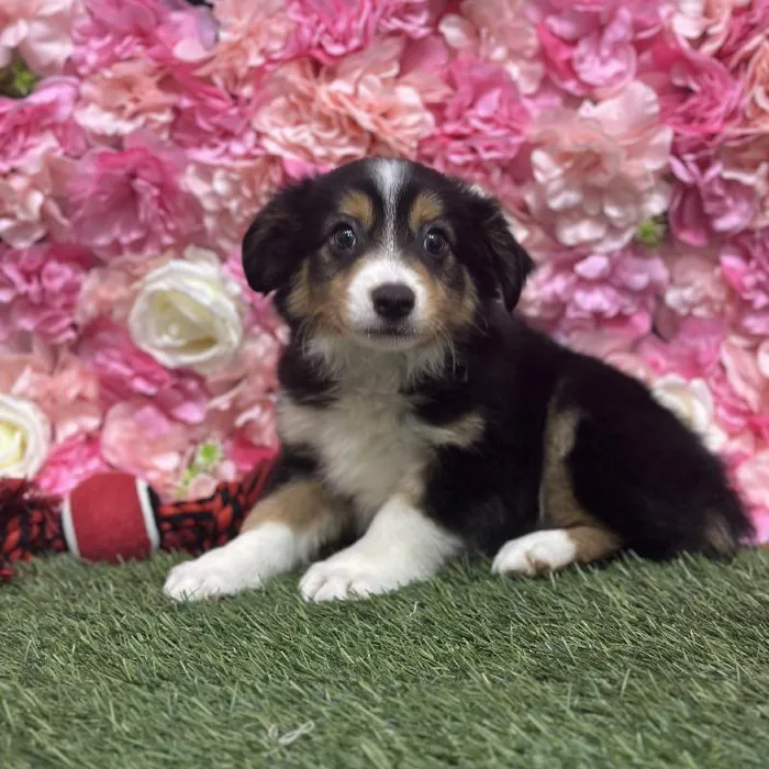 Male Toy Australian Shepherd Puppy for Sale in Saugus, MA