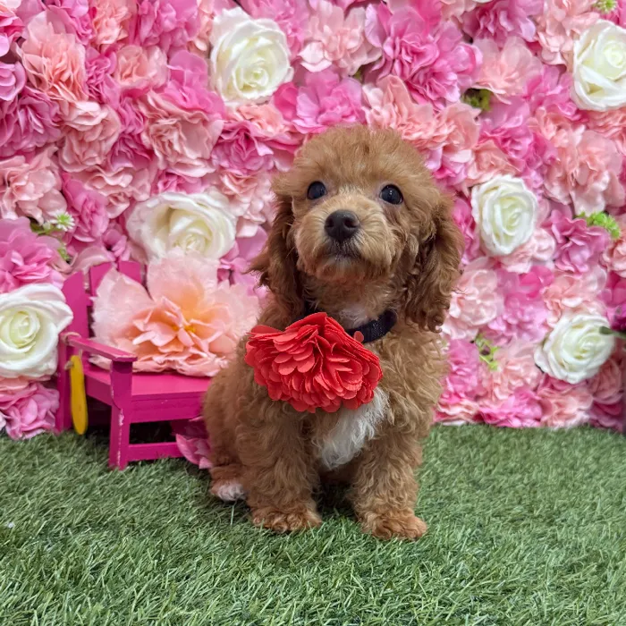 Female Poodle Toy Puppy for Sale in Braintree, MA