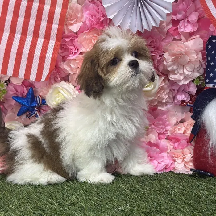 Female Lhasa Apso Puppy for Sale in Saugus, MA