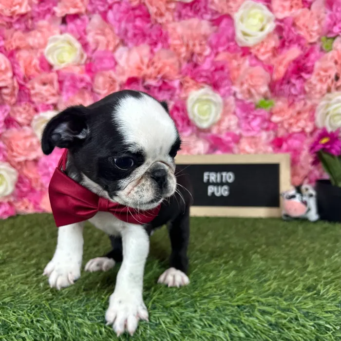 Male Pug puppy named Frito for sale at Pet Express Braintree.