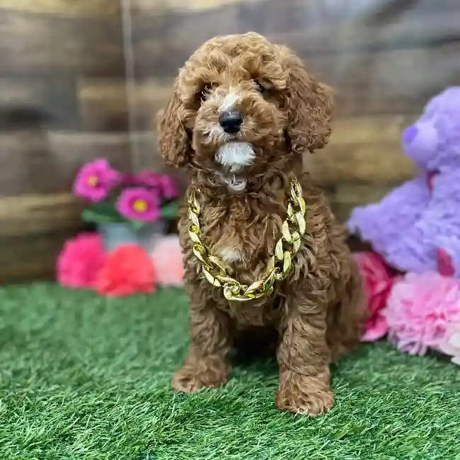 Male Poodle Moyen (Medium) Puppy for Sale in Braintree, MA