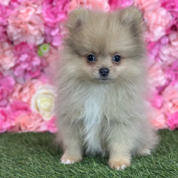Male Pomeranian puppy named Freddy for sale at Pet Express Saugus.