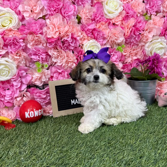 Female Malti-Poo 2Nd Gen puppy named Bia for sale at Pet Express Braintree.