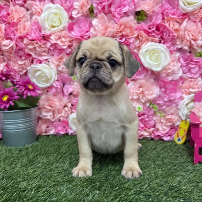 Male Pug Puppy for Sale in Braintree, MA