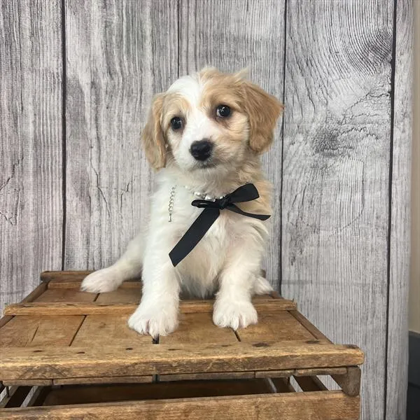 Female Cavachon puppy named Gladys for sale at Pet Express Saugus.