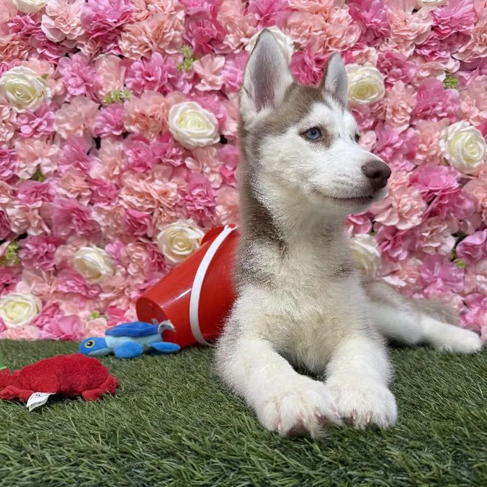 Female Siberian Husky Puppy for Sale in Saugus, MA