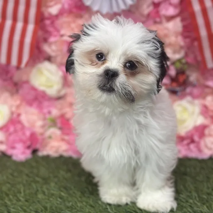 Male Malshi Puppy for Sale in Saugus, MA