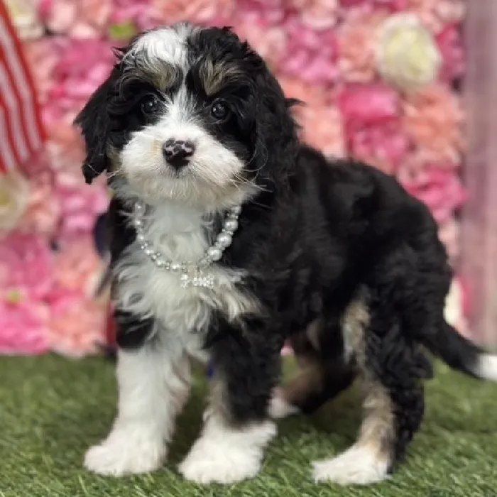 Female Mini Bernedoodle 2nd Gen Puppy for Sale in Saugus, MA