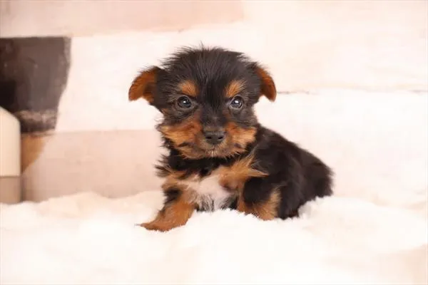 Male Yorkshire Terrier puppy named Mistah for sale at Pet Express Saugus.