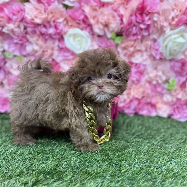 Male Shih-Poo Puppy for Sale in Braintree, MA