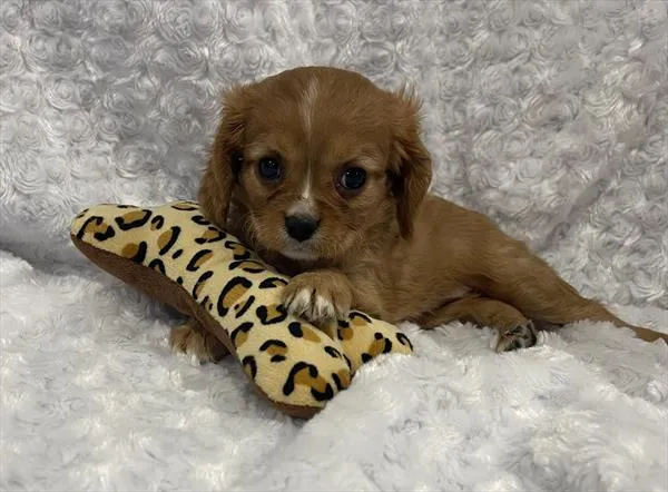 Female Cavapoo 2Nd Gen puppy named Rosalind for sale at Pet Express Saugus.