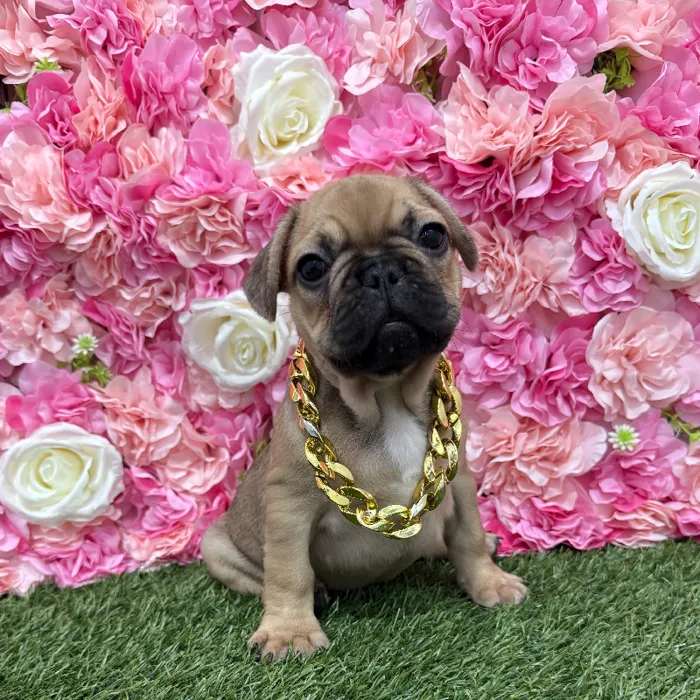 Male French Bulldog Puppy for Sale in Braintree, MA