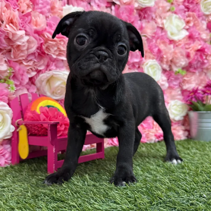 Female Bugg Puppy for Sale in Braintree, MA