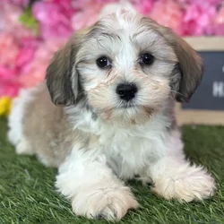 Male Havanese puppy named Jermaine for sale at Pet Express Saugus.