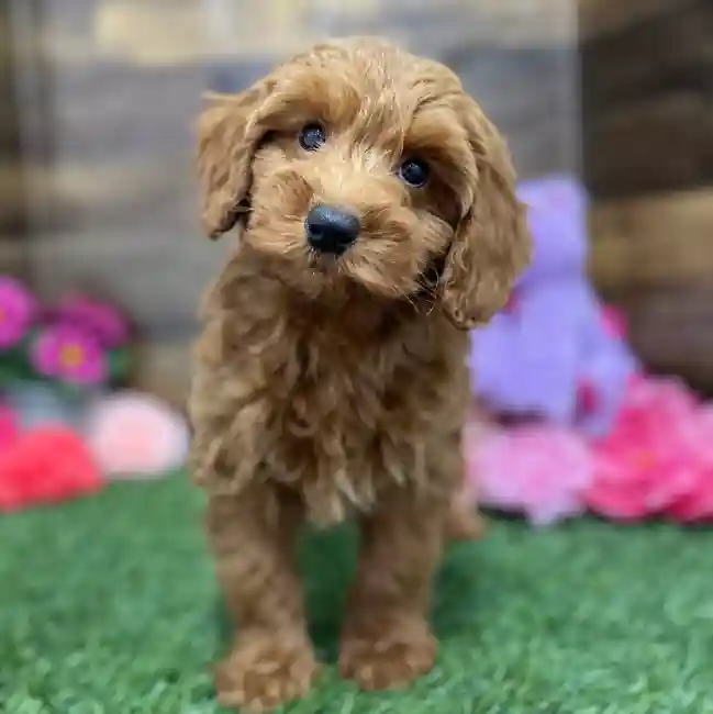 Male Mini Irishdoodle 2nd Gen Puppy for Sale in Braintree, MA