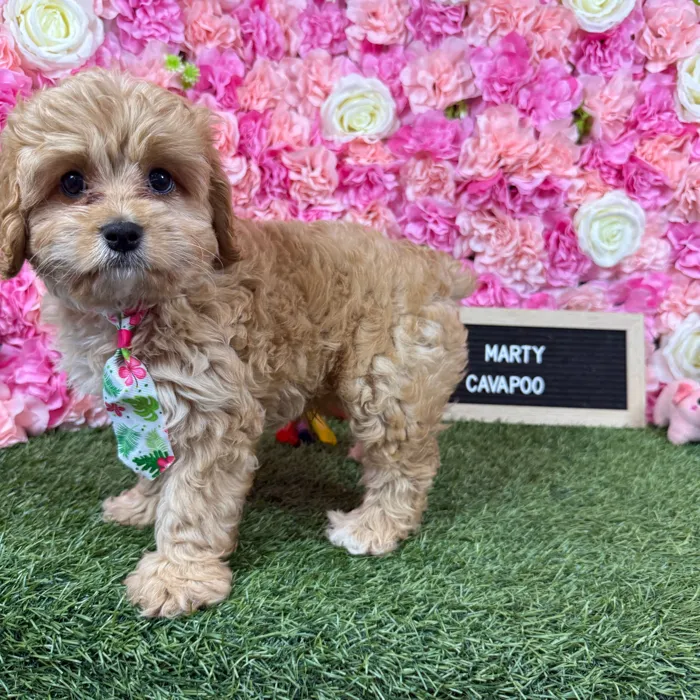 Male Cavapoo puppy named Marty for sale at Pet Express Braintree.
