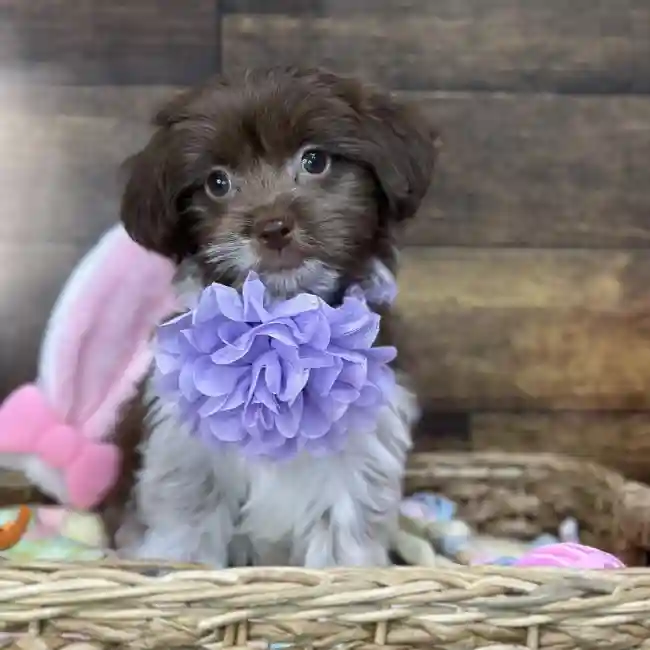 Female Havanese Puppy for Sale in Saugus, MA