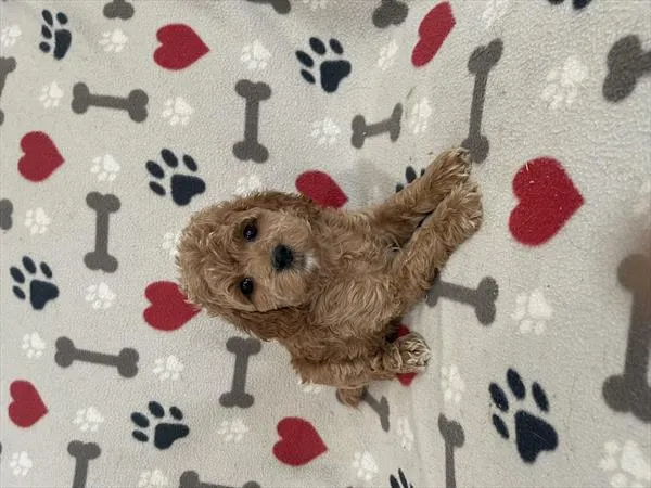 Male Cockapoo 2Nd Gen puppy named Lechuga for sale at Pet Express Saugus.