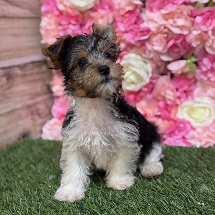 Male Yorkshire Terrier Puppy for Sale in Saugus, MA