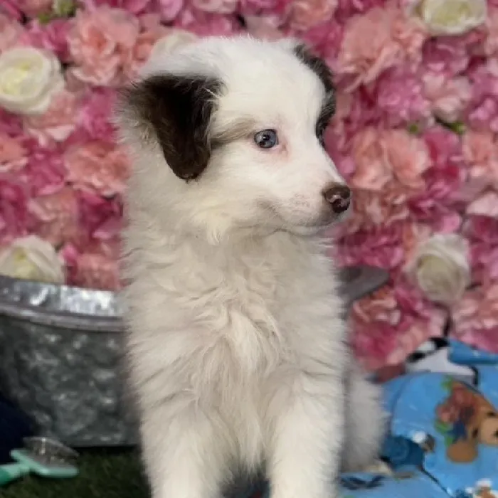 Male Toy Australian Shepherd Puppy for Sale in Braintree, MA