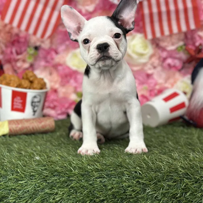 Female Froston Puppy for Sale in Saugus, MA