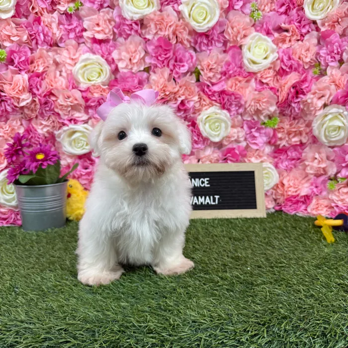 Female Havamalt puppy named Janice for sale at Pet Express Braintree.