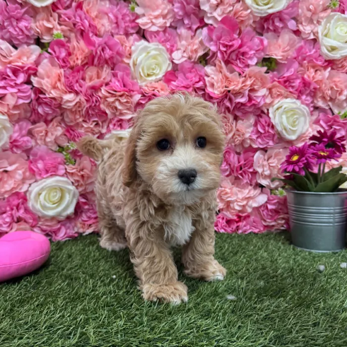Male Malti-Poo Puppy for Sale in Braintree, MA