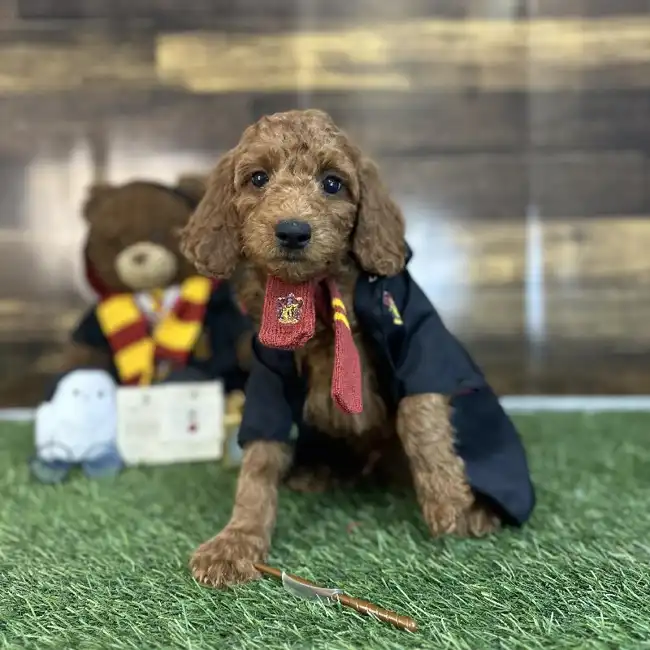 Male Mini Irishdoodle 2nd Gen Puppy for Sale in Saugus, MA