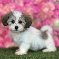 Male Havanese puppy named Tito for sale at Pet Express Saugus.