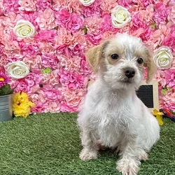 Male Chi-Poo puppy named Cooper for sale at Pet Express Braintree.