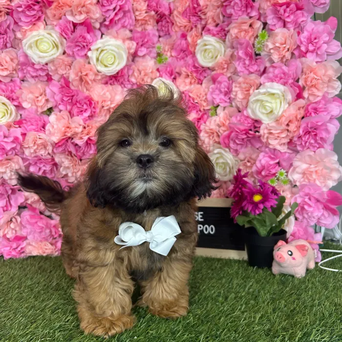 Male Shih-Poo puppy named Reese for sale at Pet Express Braintree.
