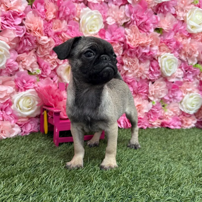 Female Pug Puppy for Sale in Braintree, MA