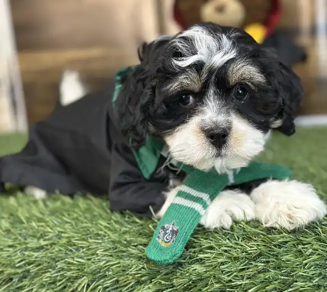 Male Lhasa-Poo Puppy for Sale in Saugus, MA