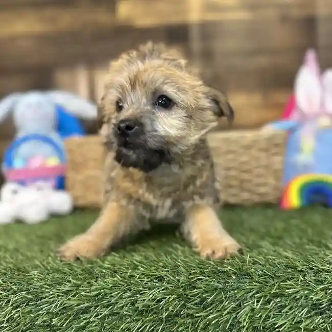 Male Cairn Terrier Puppy for Sale in Saugus, MA