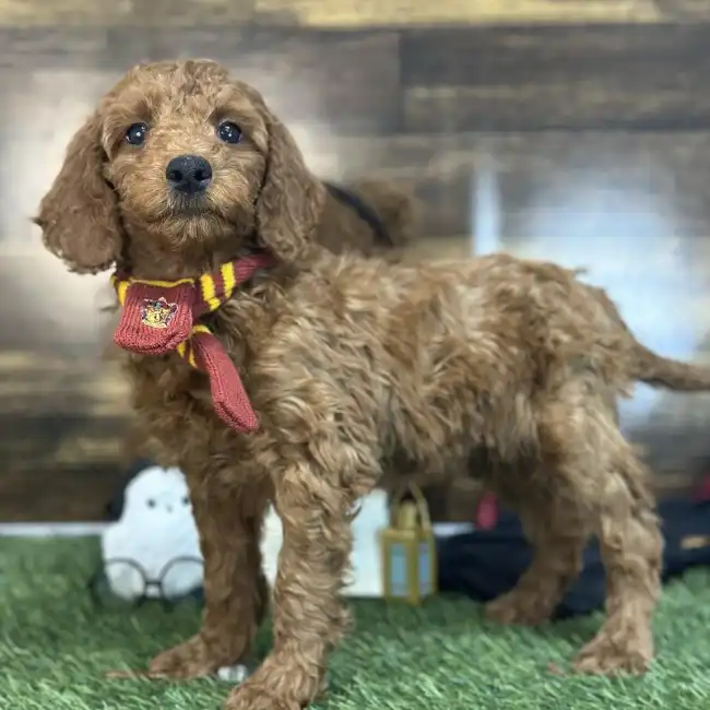 Male Mini Irishdoodle 2nd Gen Puppy for Sale in Saugus, MA