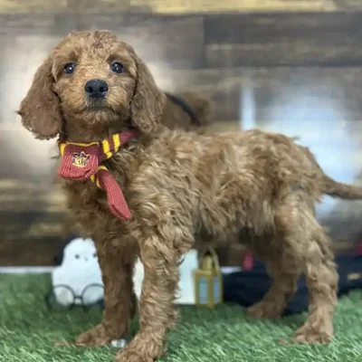Male Mini Irishdoodle 2nd Gen Puppy for Sale in Saugus, MA