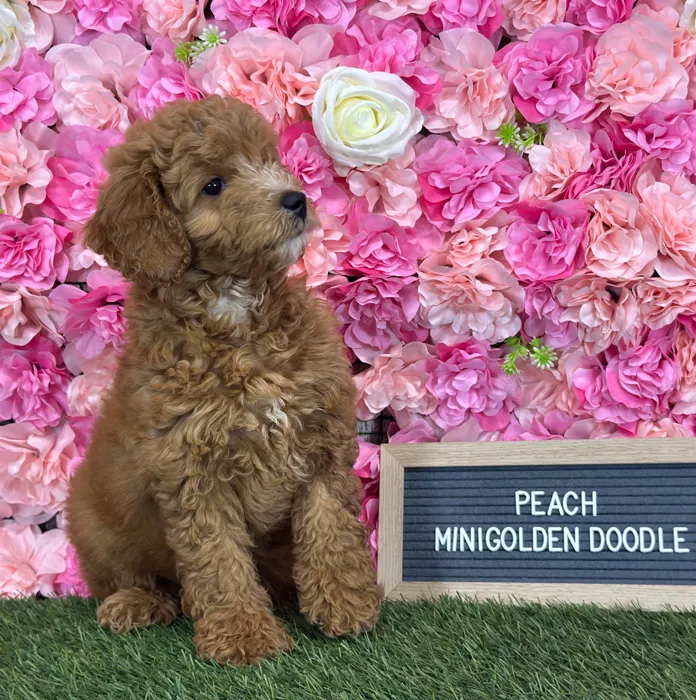 Female Mini Goldendoodle 2Nd Gen puppy named Peach for sale at Pet Express Saugus.