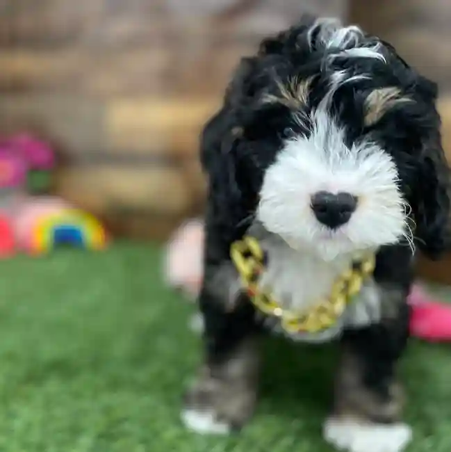 Male Mini Bernedoodle 2nd Gen Puppy for Sale in Braintree, MA