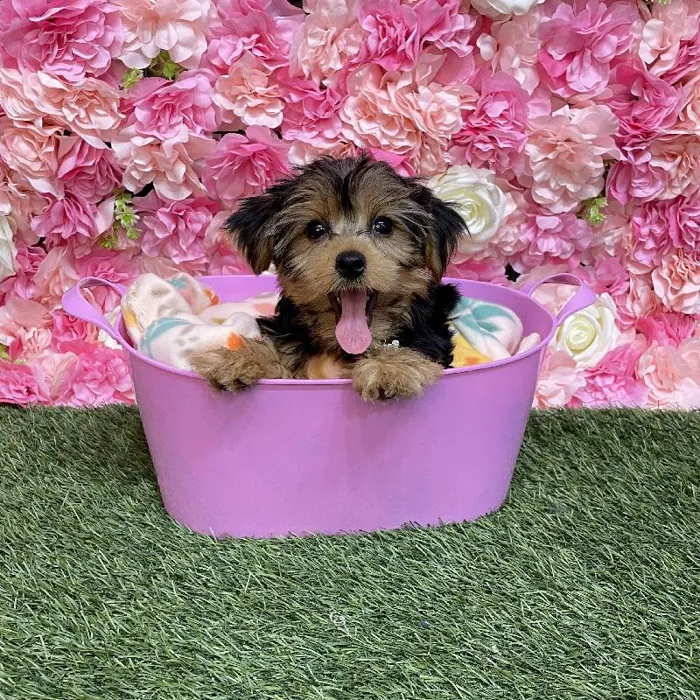 Female Yorkshire Terrier Puppy for Sale in Saugus, MA