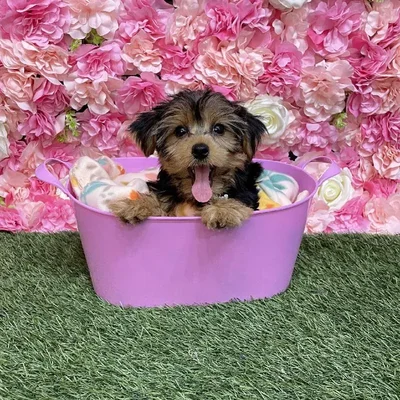 Female Yorkshire Terrier Puppy for Sale in Saugus, MA